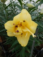 [5195 Exotic Sun VWS No01.JPG]